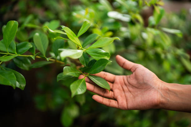 How Our Tree Care Process Works  in  Lakeland Highlands, FL